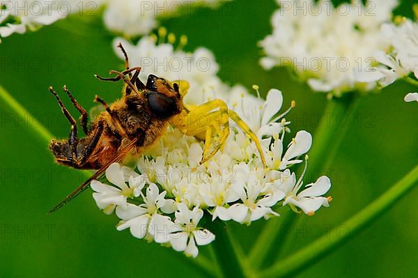 Crab spider with prey