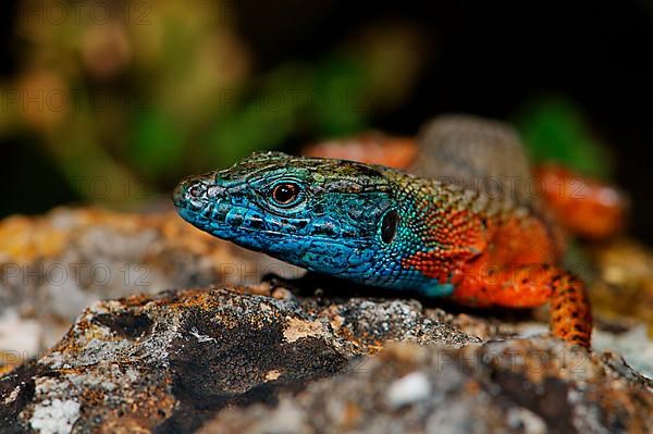 Splendid callosum lizard