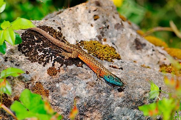 Splendid callosum lizard