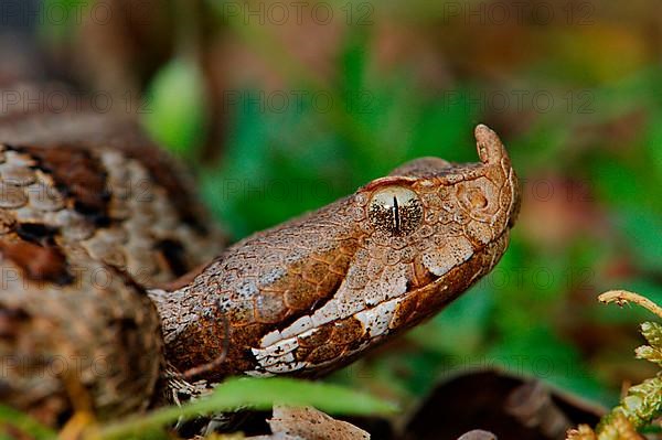 Southern horned viper