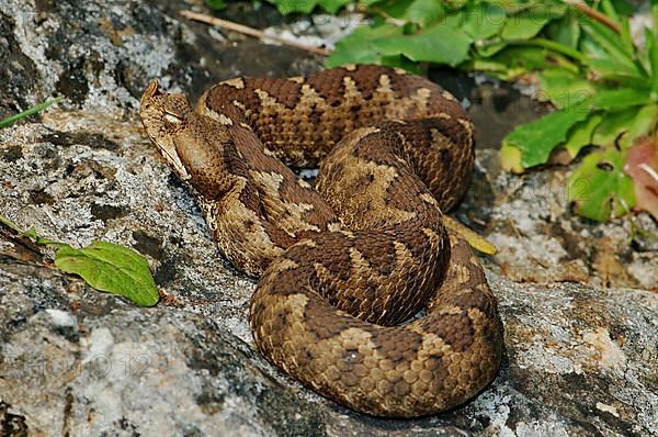 Southern horned viper