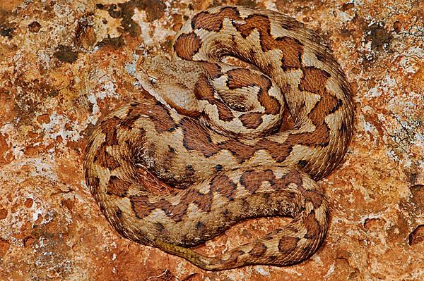 Southern horned viper