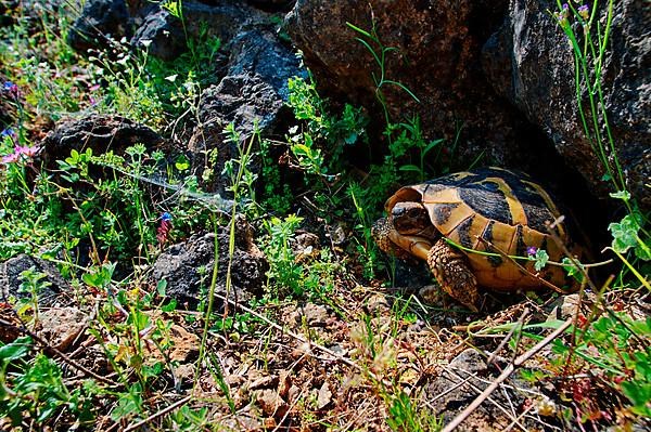 Greek tortoise