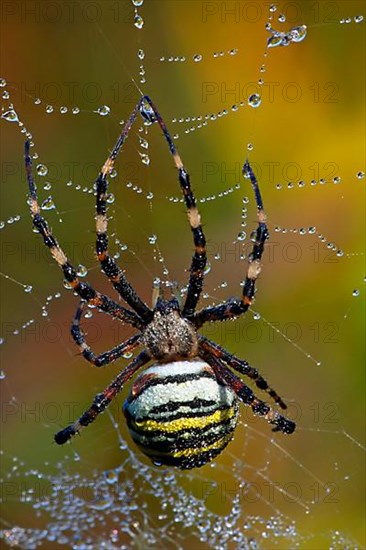 Wasp spider