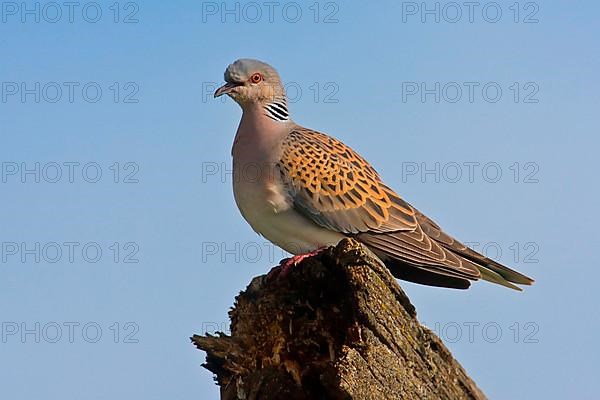 Turtle Dove