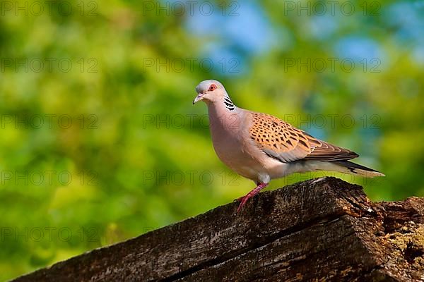 Turtle Dove