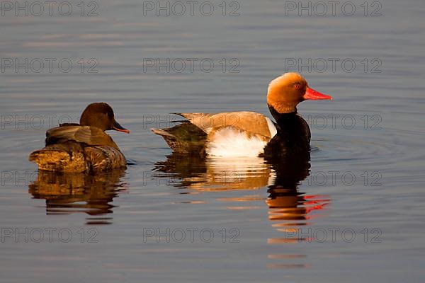 Plover ducks