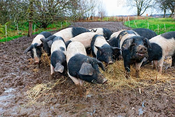 Angler saddle pigs