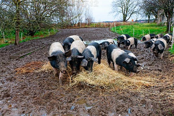 Angler saddle pigs