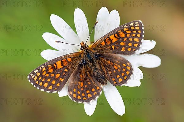 Quail Wheat Fritillary