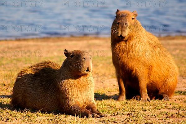 Capybaras