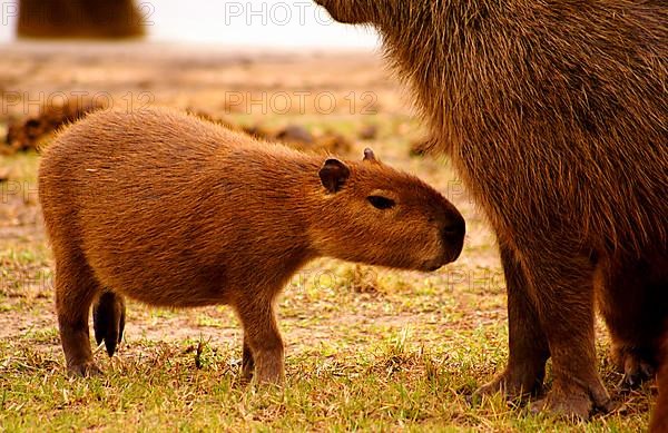 Capybaras