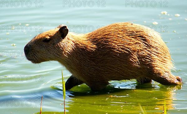 Capybaras