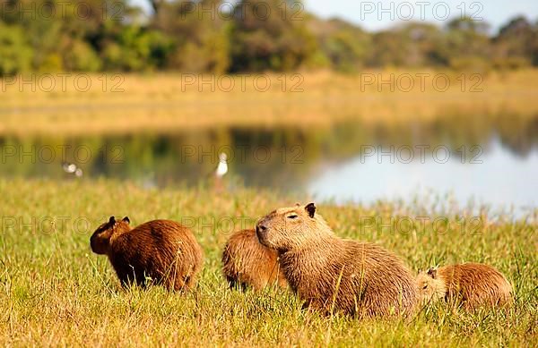 Capybaras