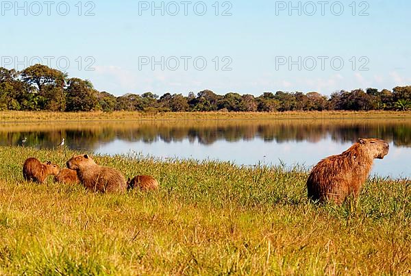 Capybaras