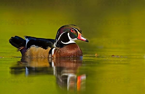 Wood duck