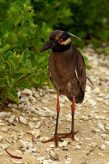 Yellow-crowned Night Heron