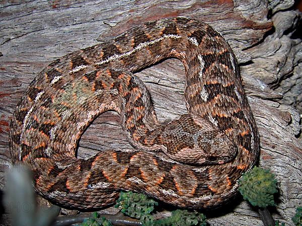 Cape Mountain Viper