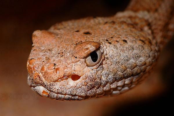 Panamint rattlesnake