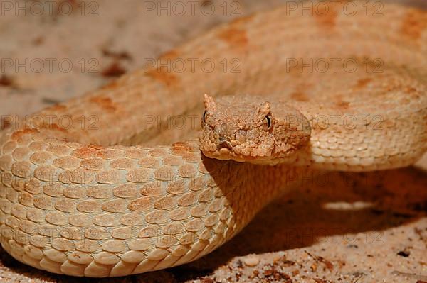 Field horned viper