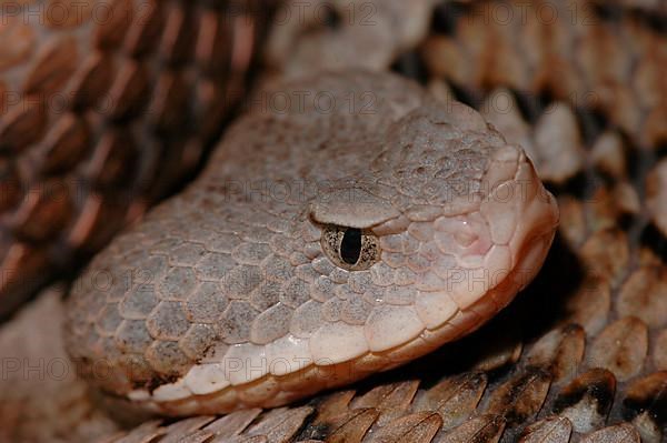 Iberian Bull-nosed Viper