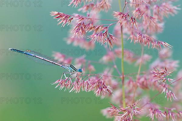 Blue damselfly