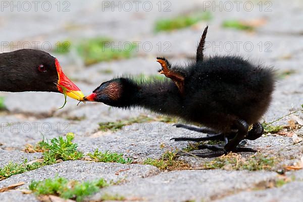 Moorhen