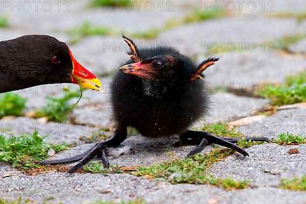 Moorhen