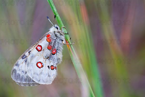 Red Apollo