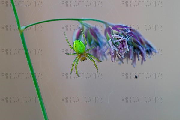 Cucumber green spider