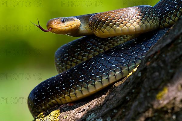 Aesculapian snake