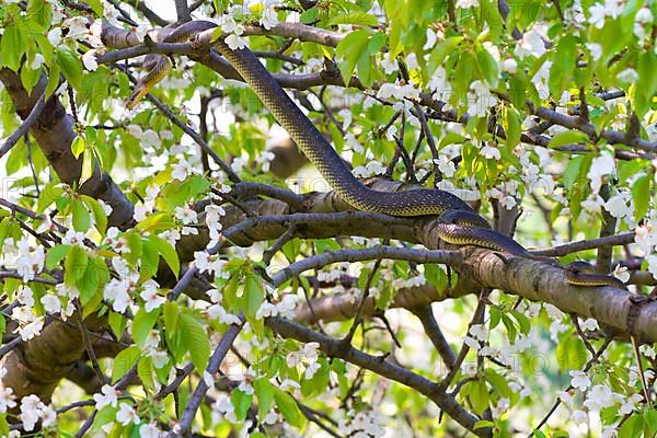 Aesculapian snake