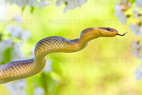 Aesculapian snake