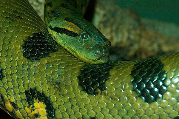 Green anaconda