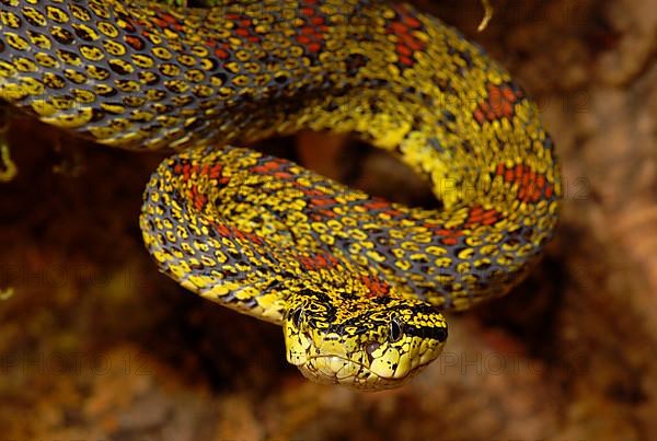 Jerdon's dwarf viper