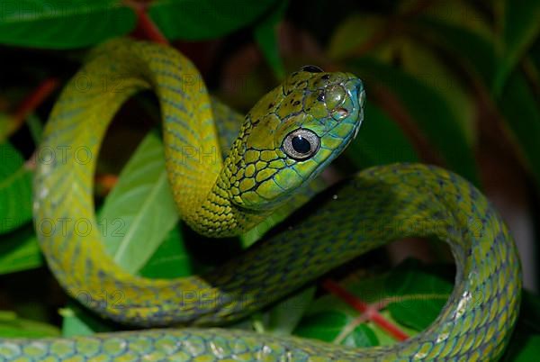 Green cat's eye snake