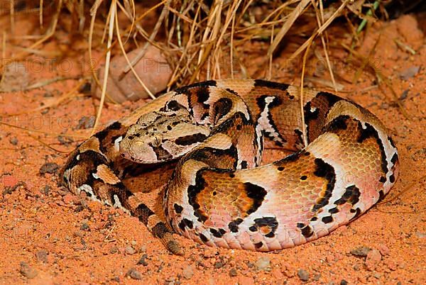 Puff adder-Gaboon viper-Hybid