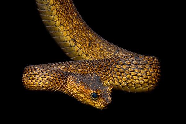 Usambara bush viper