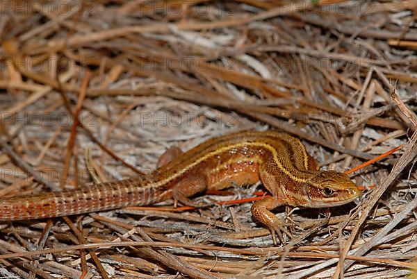 Pannonian wood lizard