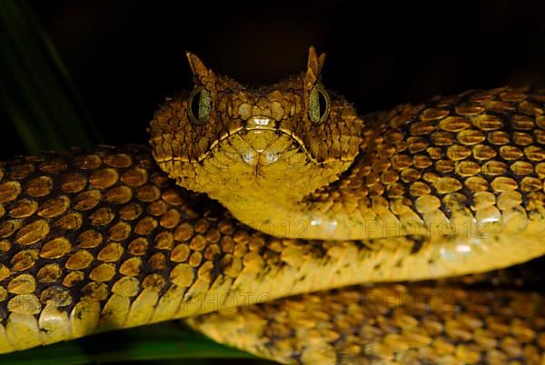 Usambara bush viper