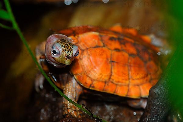 Jagged earth turtle