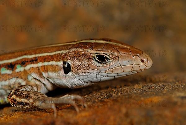 Bocourts Ameiva