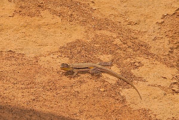 Peruvian Pacific Iguana