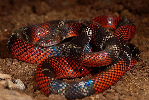 Tschudi's False Coral Snake