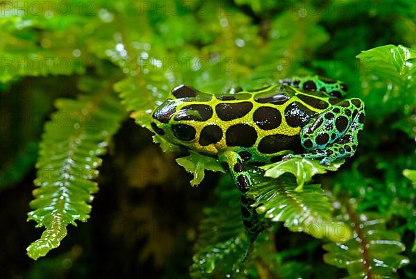 Variable poison dart frog