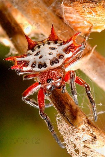 Spiny wheel web spider