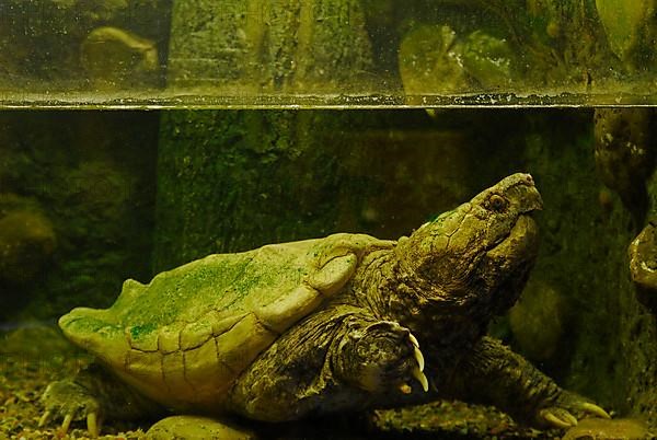 Alligator snapping turtle