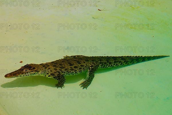 Cuban crocodile