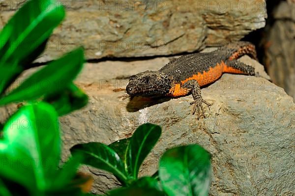 Mozambique Belted Lizard