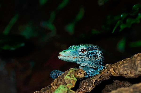 Blue tree monitor